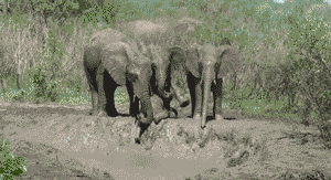 태어나긴 코끼리로태어났는데 .. 코끼리가 뭔지잘모르는듯? | 인스티즈