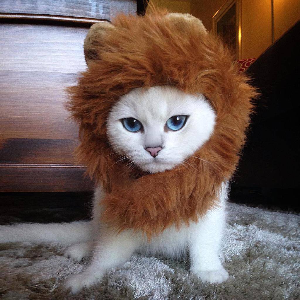 눈이 파란색이냥?? | 인스티즈