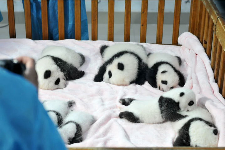 중국 판다 유치원 개학식 | 인스티즈