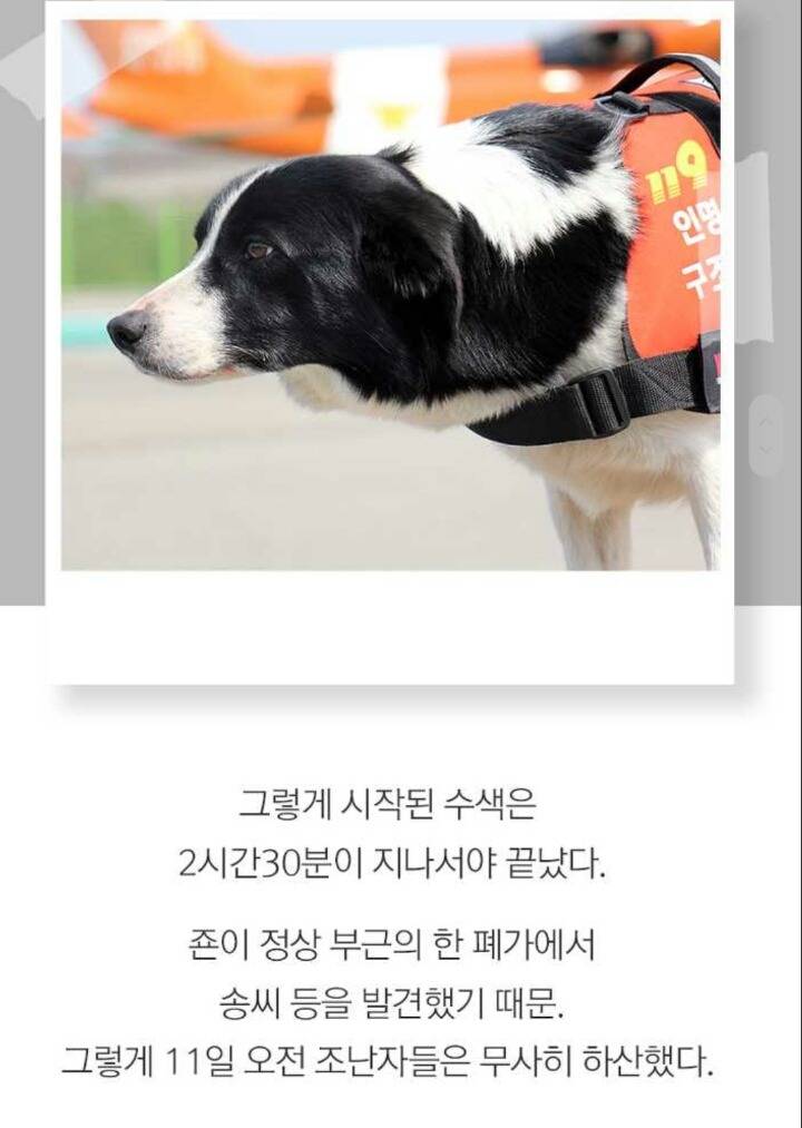 사람들 구조하는 인명구조견 삼총사 | 인스티즈