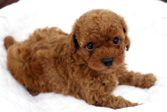 에....푸들쨩은....랄까.....쵸토 카와이랄까요... | 인스티즈