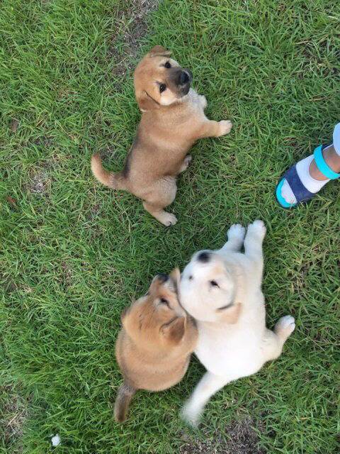 강아지 세마리를 누가 훔쳐갔습니다 도와주세요ㅠㅠㅠ | 인스티즈
