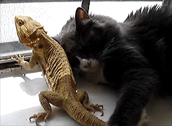 친화력 좋은 고양이들.gif | 인스티즈