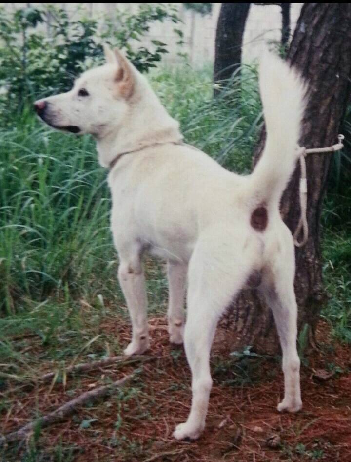 [명견] 개한마리 | 인스티즈