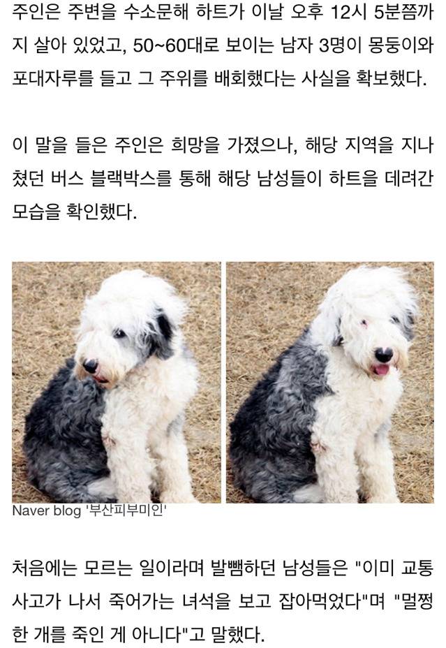 반려견 찾는 주인 속이고 불태워 개고기로 먹은 주민들 | 인스티즈