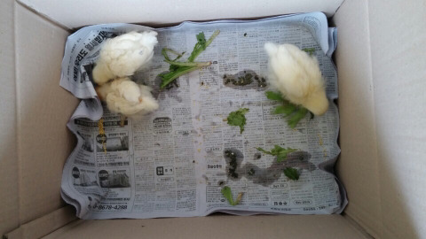 🐥🐥🐥 | 인스티즈