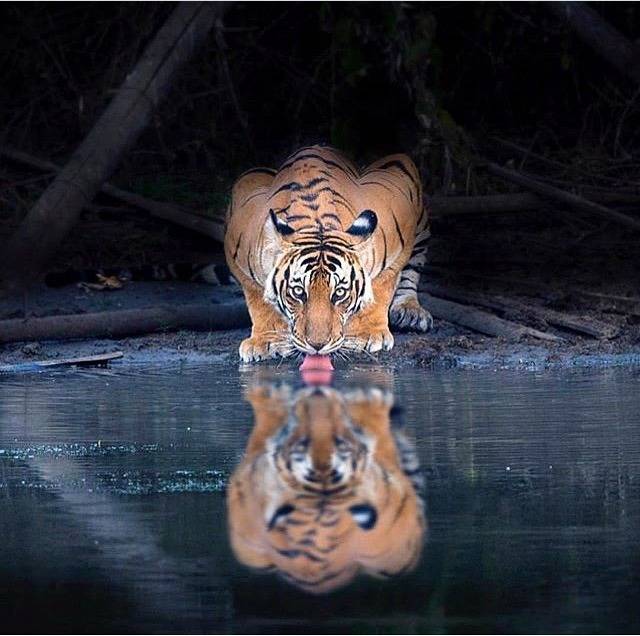 물 먹는 냥이 | 인스티즈