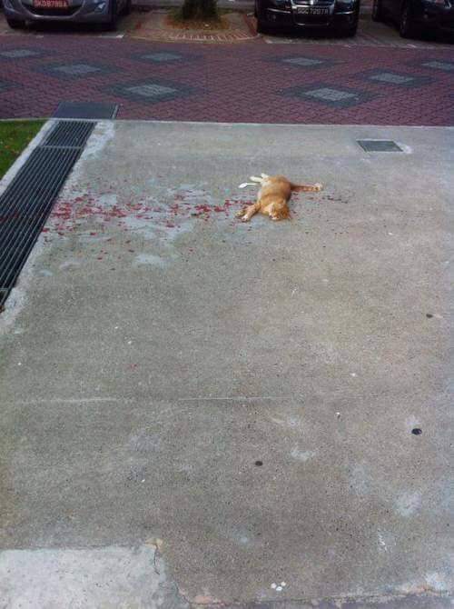 헐 저 고양이 완전 심각한거아니야...? | 인스티즈