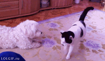 고양이 엉덩이 냄새 | 인스티즈