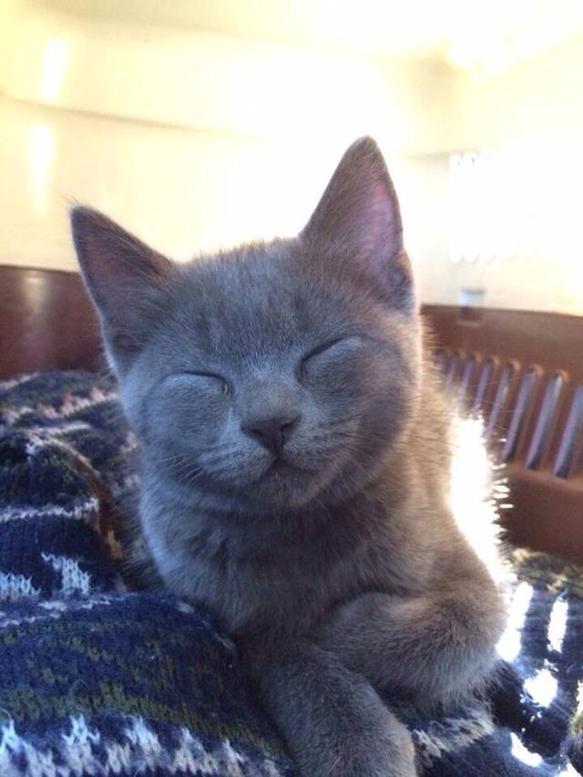 순딩이가 많고 러블리하게 생긴 고양이 러시안 블루.jpgif (줄여서도 러블인것) | 인스티즈