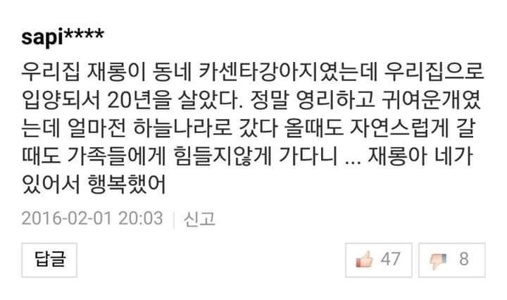 반려견들과 이별을 겪어본 사람들의 이야기 | 인스티즈