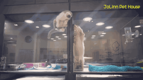 강아지를 만나러 유리벽을 넘어가는 아깽이 | 인스티즈