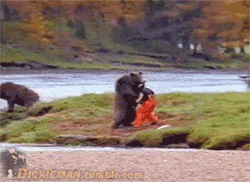 야생곰이 위험한이유 | 인스티즈