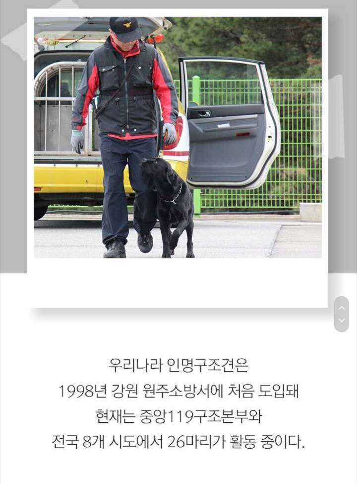 사람들 구조하는 인명구조견 삼총사 | 인스티즈