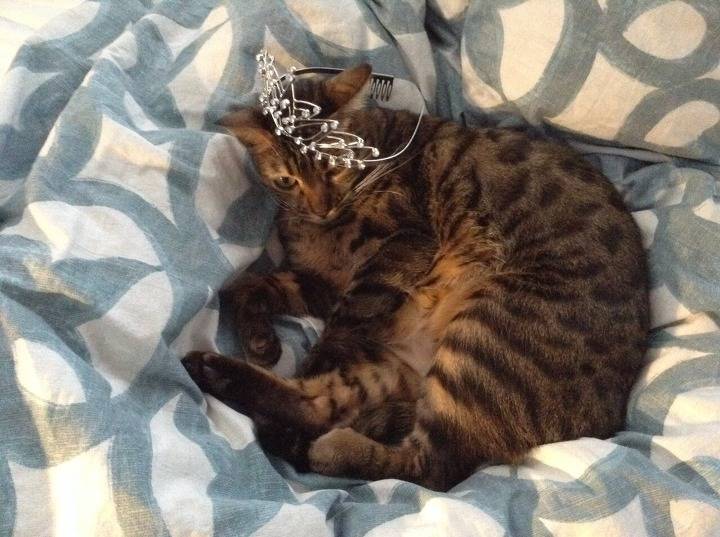 2016 뷰티캣 수상냥이들 | 인스티즈