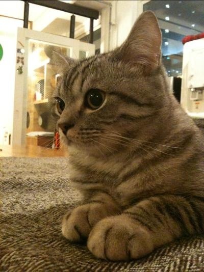 고양이를 이만큼 싫어하는 동물은 없지.. | 인스티즈