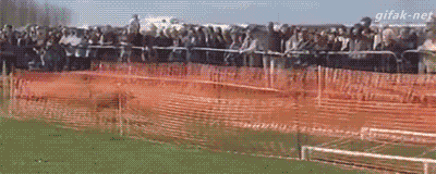 개멀리뛰기.GIF | 인스티즈