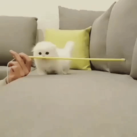 점프 뛰는 아기냥이.gif | 인스티즈