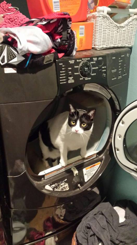 고양이때문에 빨래를 못한다는게 말이 되나요? | 인스티즈