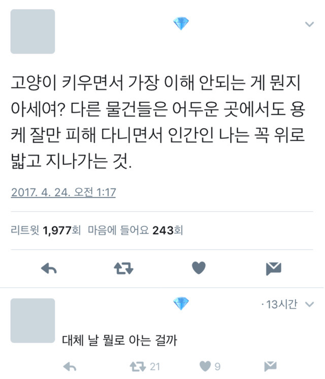 고양이 키우면서 가장 이해 안가는 것 | 인스티즈