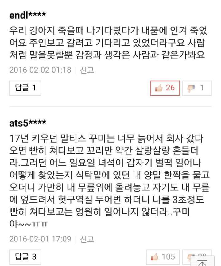 반려견들과 이별을 겪어본 사람들의 이야기 | 인스티즈