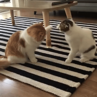 싸우긴 해야겠는데 귀찮고 | 인스티즈