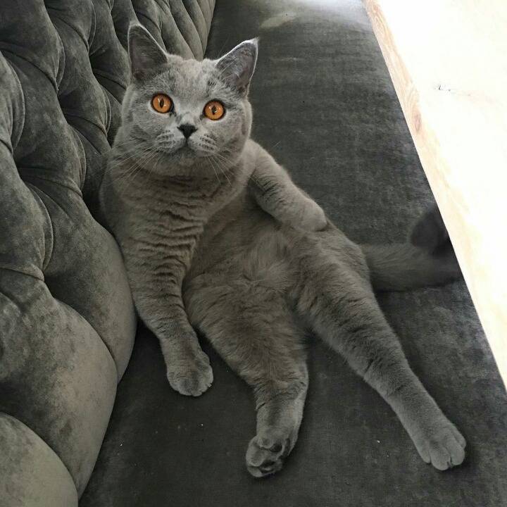 사람들이 많이 헷갈려하는 고양이 두종 | 인스티즈