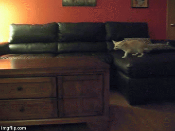 깨방정 떠는 사막여우 | 인스티즈