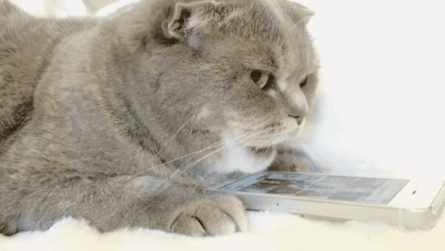 터치 방법을 알게된 고양이 | 인스티즈