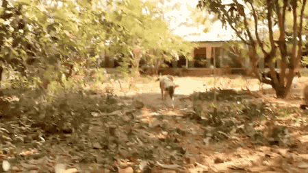 강아지 재활사의 위엄.gif | 인스티즈