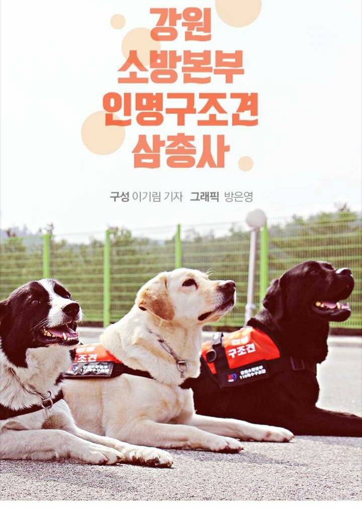 사람들 구조하는 인명구조견 삼총사 | 인스티즈