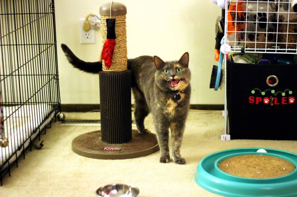 복붙이냥 | 인스티즈