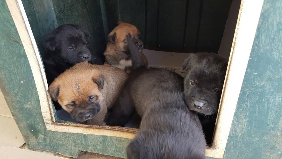 역씌 똥강아지다 | 인스티즈