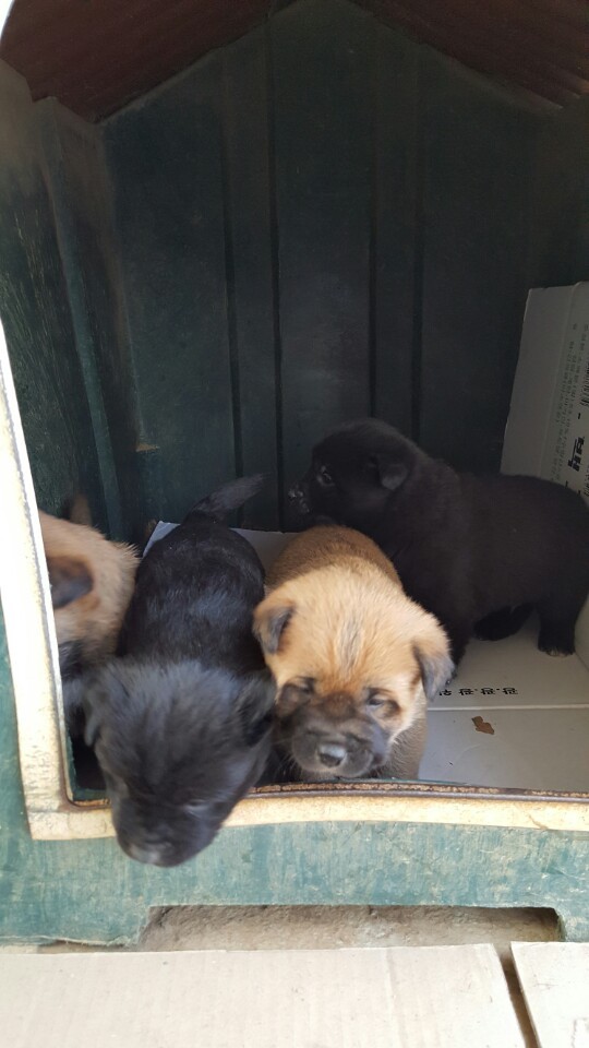 역씌 똥강아지다 | 인스티즈