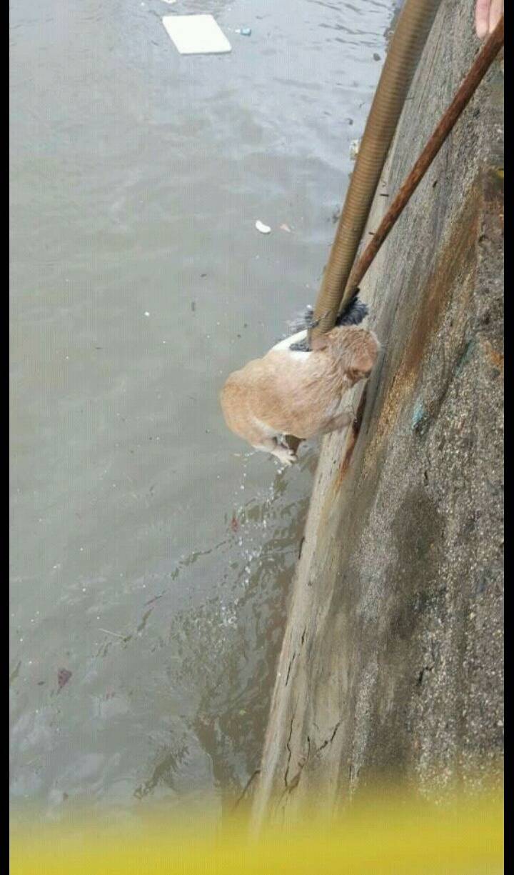 물에빠진 고양이ㅜㅜ | 인스티즈