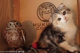 고양이를 만난 올빼미 | 인스티즈