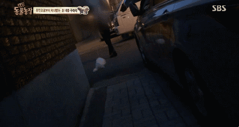 이유없는 강아지 학대 | 인스티즈