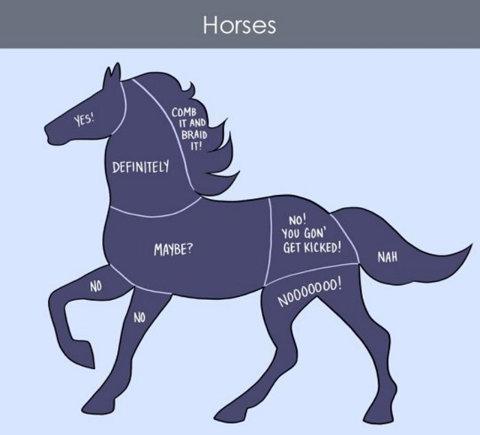 만져주면 좋아하는 부위와 싫어하는 부위 (동물편) | 인스티즈