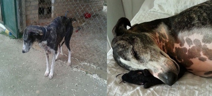 행복해진 유기견 .gif | 인스티즈