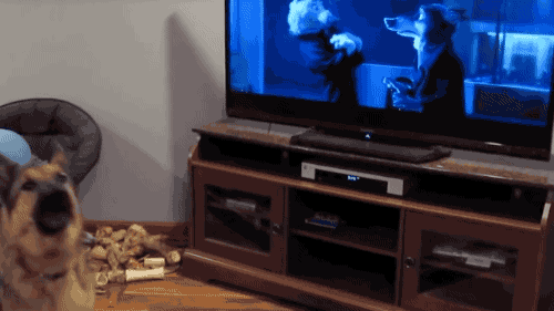 주토피아 보는 멍멍이 | 인스티즈