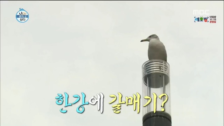 한강에서 갈매기를 본 부산人 | 인스티즈