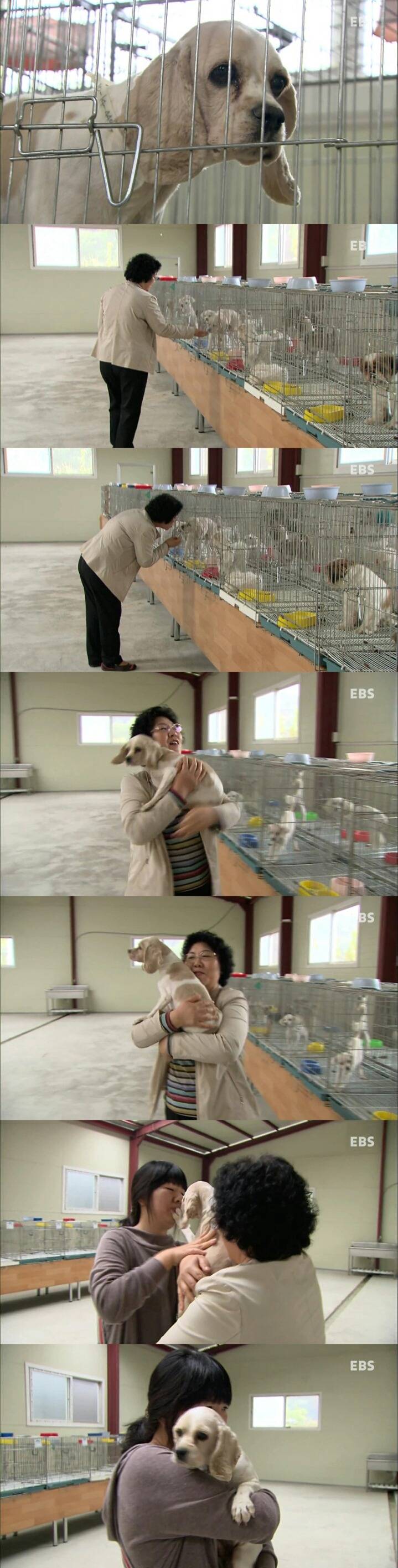 7년간 14번 출산...말티즈의 비참한 최후 | 인스티즈