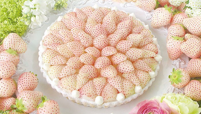 생크림 케이크와 '케미 돋는' 화이트 딸기 등장 (사진) | 인스티즈