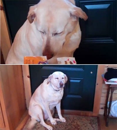 혼낼때 동물들 반응 | 인스티즈