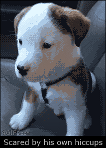 자기 딸꾹질에 놀란 강아지 .gif | 인스티즈