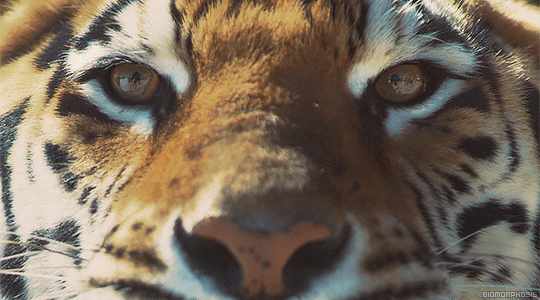 고양이과 포스.gif | 인스티즈