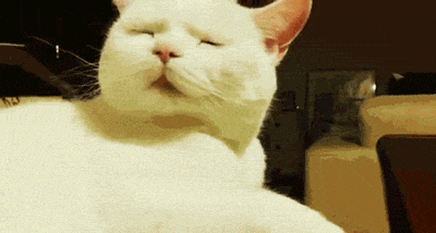 집사의 손길이 내게 닿을때 | 인스티즈