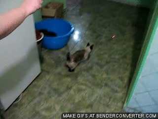 내가 왕년에 벽 좀 타봤다냥 | 인스티즈