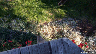 내가 왕년에 벽 좀 타봤다냥 | 인스티즈