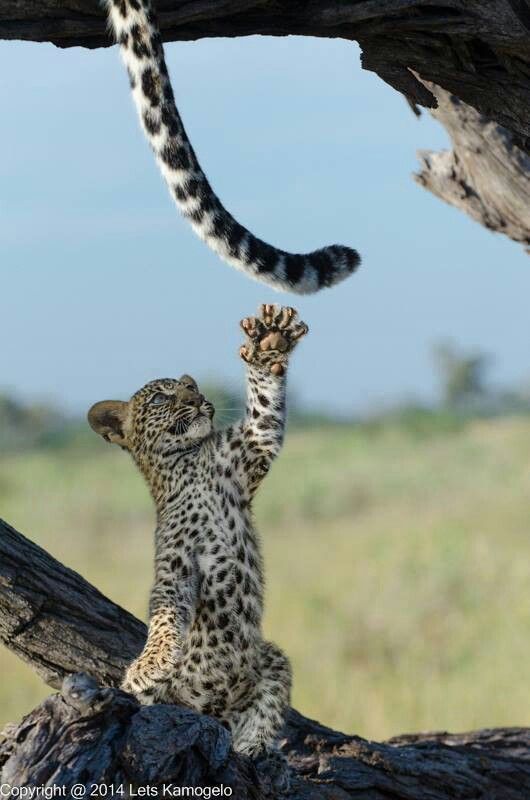 꿀 발라 놓은 꼬리 | 인스티즈